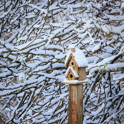USA- Washington State- Seabeck. Snow-covered bird house and tree limbs. Art Print
